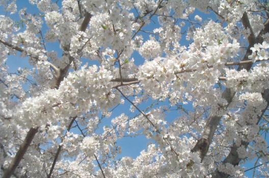 Cherry Blossoms, Close Up