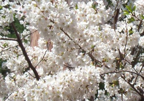 Cherry Blossoms, Close Up