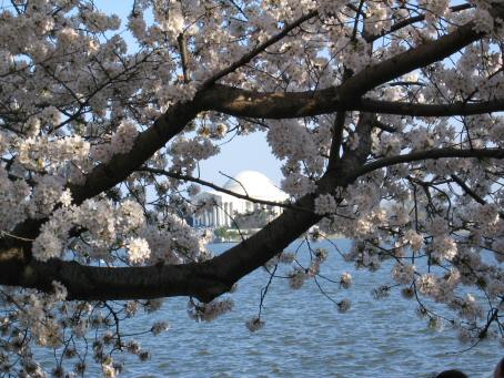 Jefferson Memorial, framed by cherry blossoms