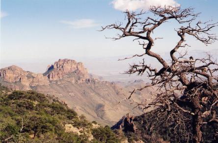 View from Emory Peak