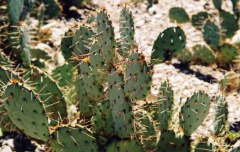 Prickly Pear Cactus