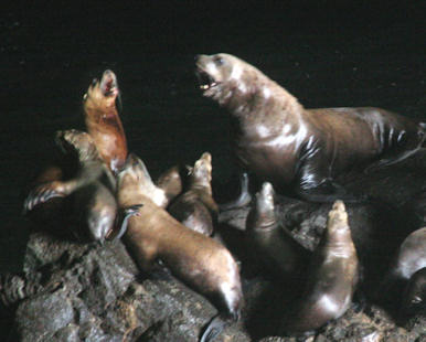 Sea Lions singing