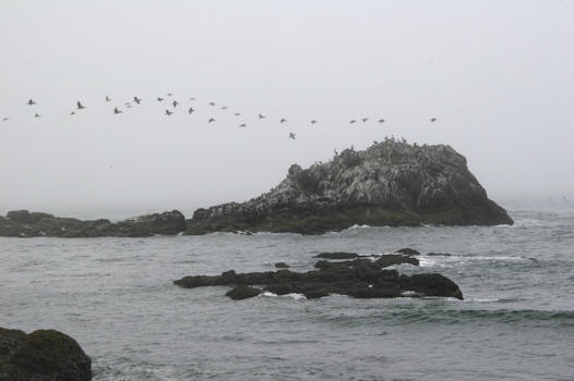 Birds at Yaquina Head